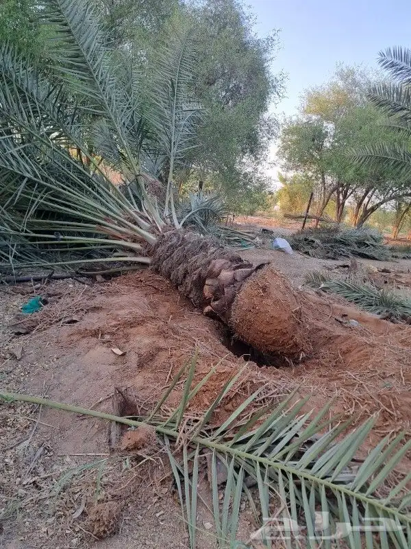 نخل للبيع نخيل مثمر فاخر نقايل فسايل خلاص صقعي خضري سكري سلج 5