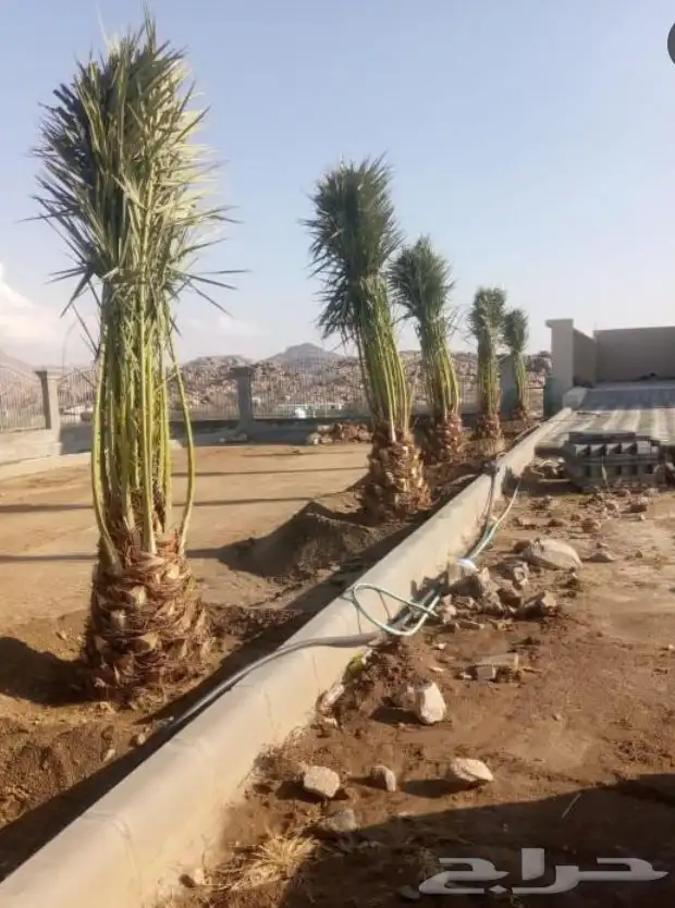 يوجد لدينا جميع انواع انخبل جميع المقاسات 3