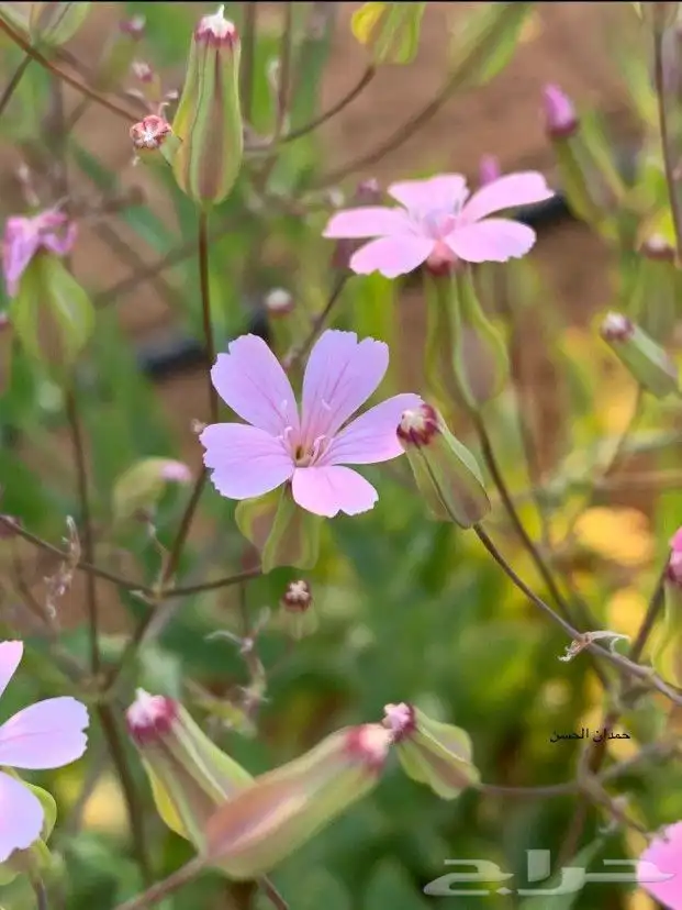 بكج بذور ازهار الوسمي و الربيع البرية عرض خاص 2