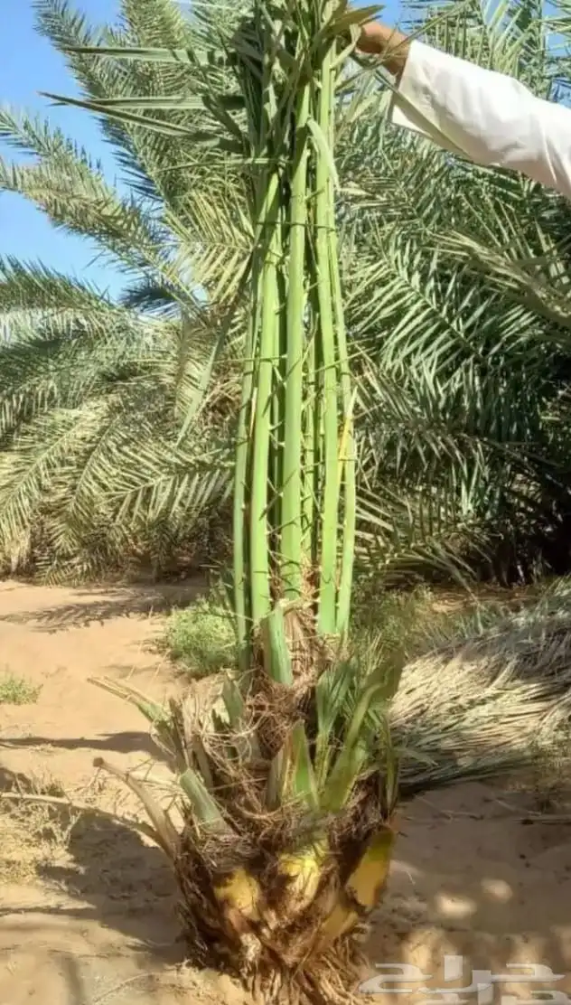 نخيل صقعي 8
