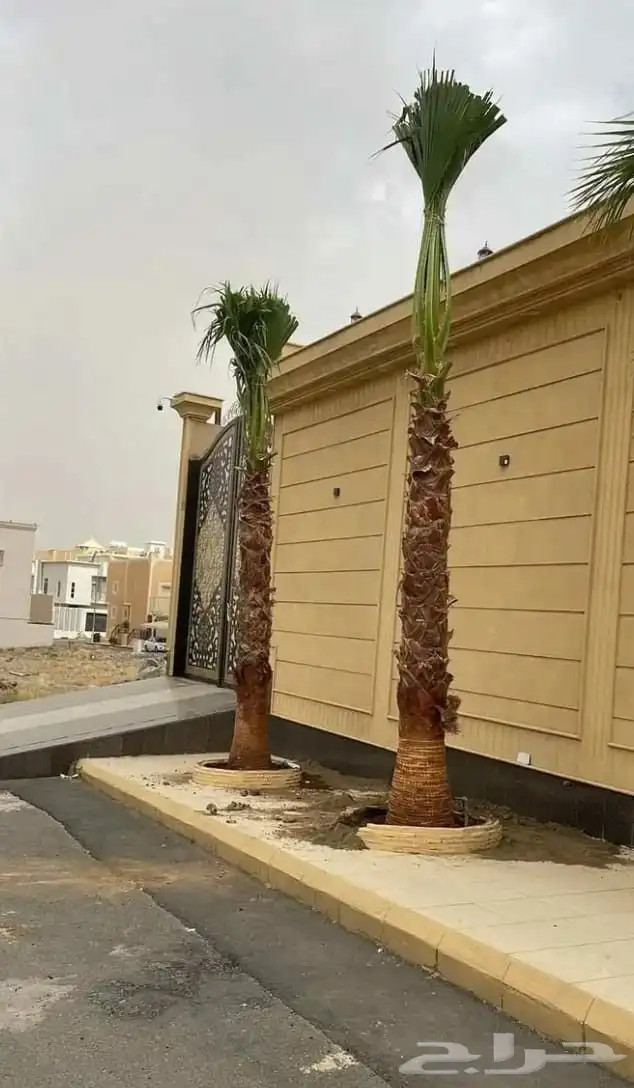 نخل واشنطني 2