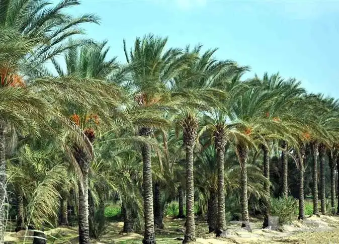 مطلوب مزرعه فيها نخل إيجار 0