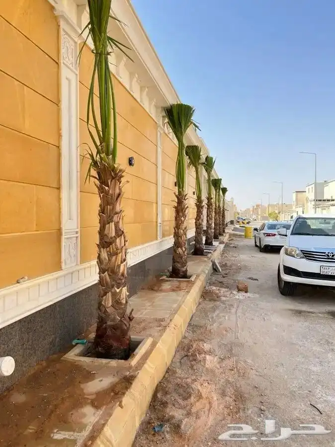 نخيل واشنطني ابومروحه درجه اولي 3