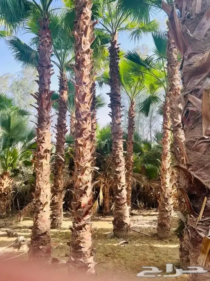 نخيل واشنطني ابومروحه درجه اولي 8