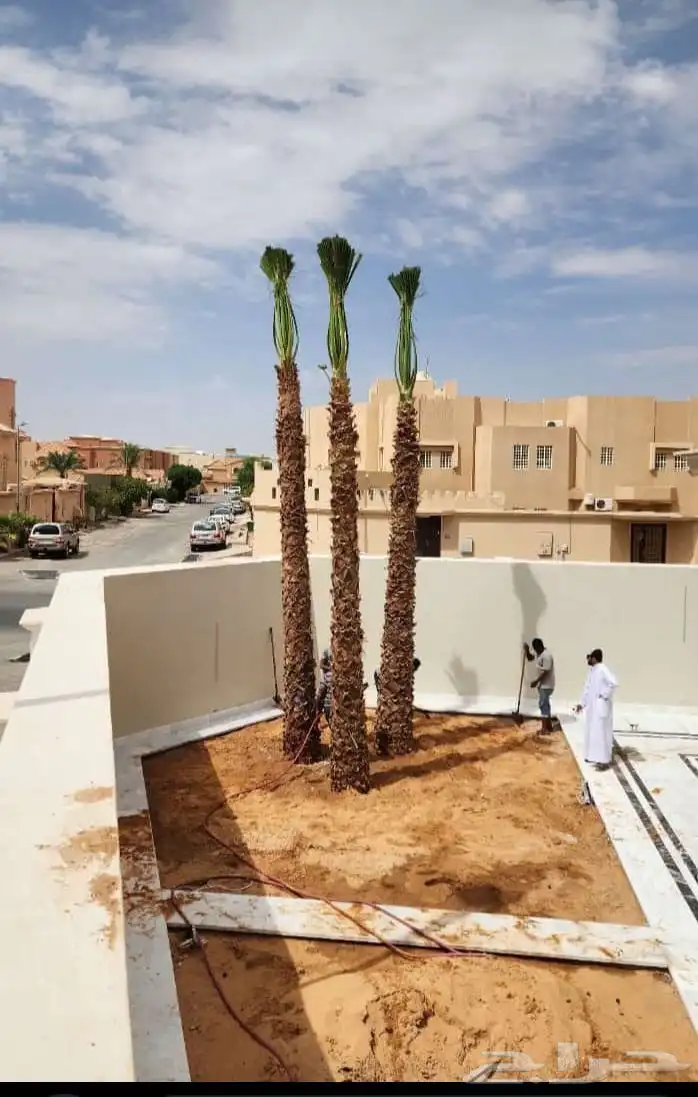 يوجد لدينا جميع انواع نخل 1