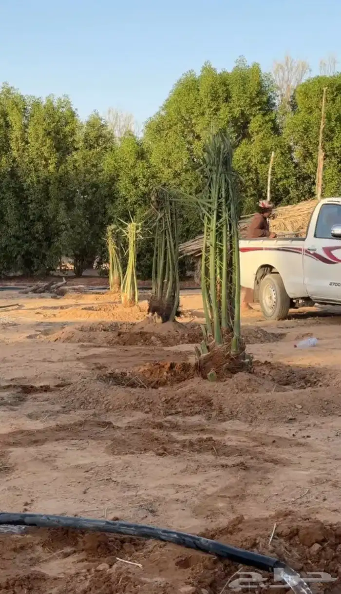 نخل نخيل عربي فروخ جثايث نقايل خلاص عجوه سكري برحي برني 3
