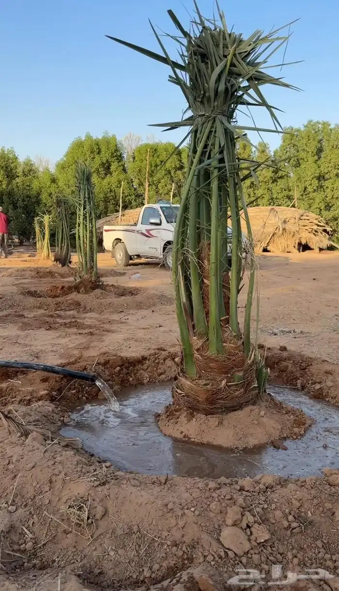 نخل نخيل عربي فروخ جثايث نقايل خلاص عجوه سكري برحي برني 2