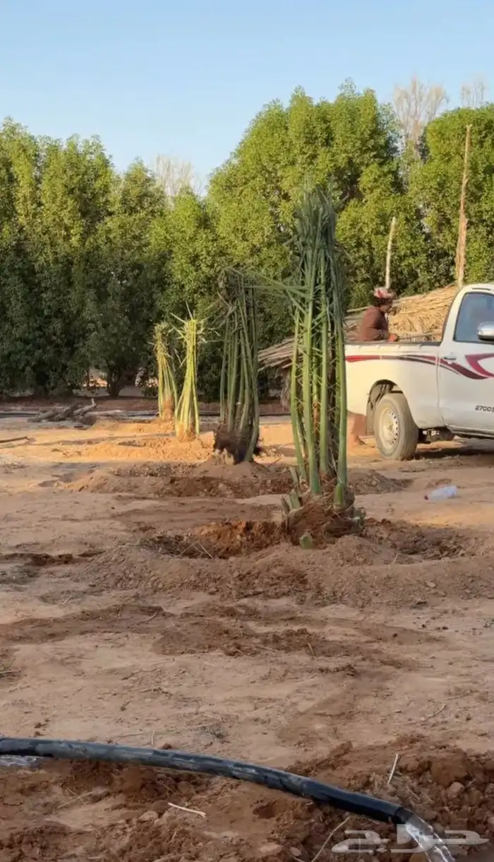 نخل نخيل عربي فروخ جثايث نقايل خلاص عجوه سكري برحي برني 5