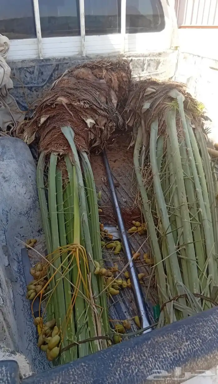 نخل نخيل عربي فروخ جثايث نقايل خلاص عجوه سكري برحي برني 0