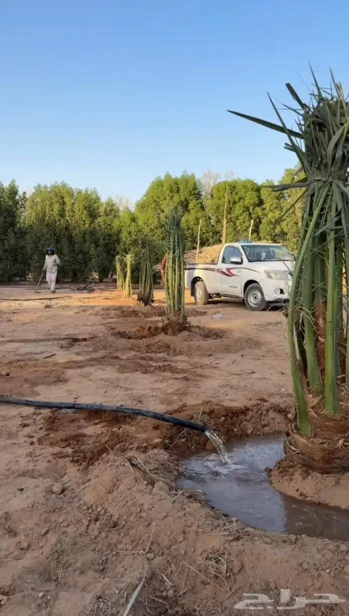 نخل نخيل عربي فروخ جثايث نقايل خلاص عجوه سكري برحي برني 4