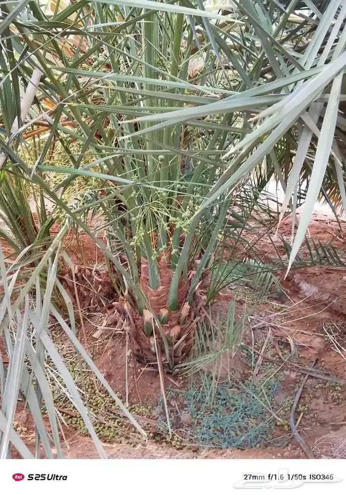 يوجد مشتل فروخ طيبه جدا  خلاص سكري برحي بعدد كبيرر 2