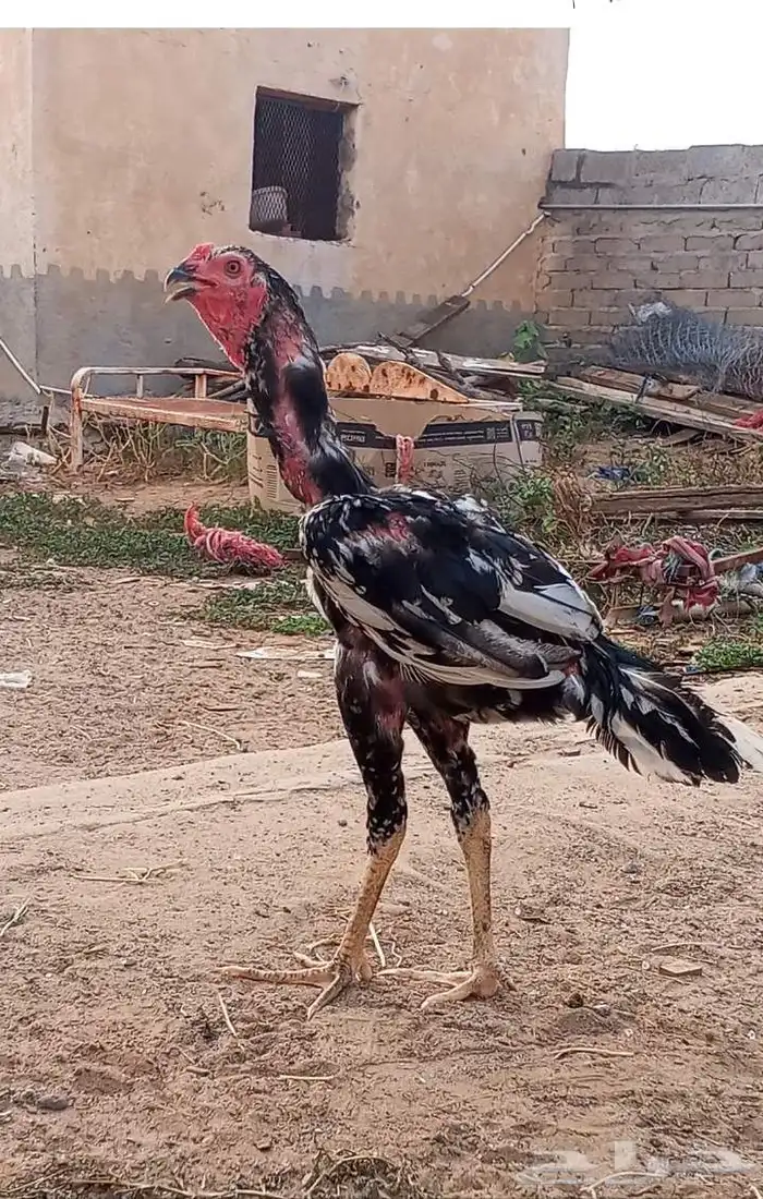 ديك باكستاني من امفن 3