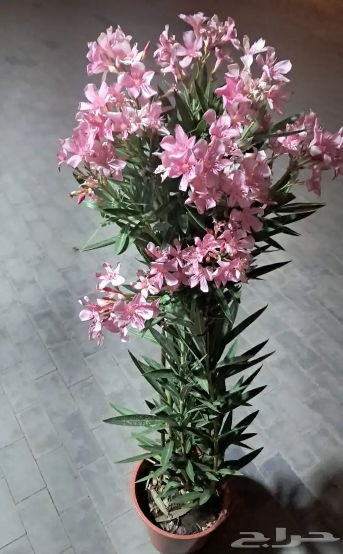 منسق حديق وتركيب جميع شبكات الري العادي والاتمتك 1