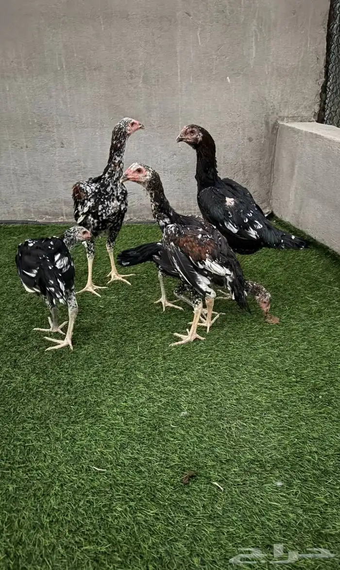 دجاجة سندي مع فروخها 0