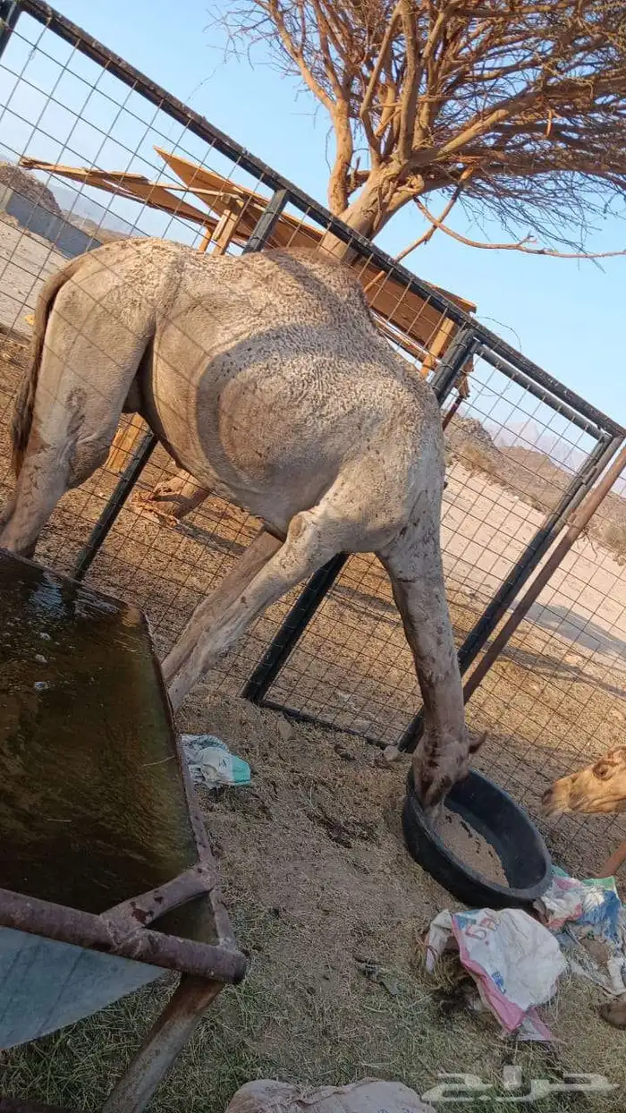 السلام عليكوم 1
