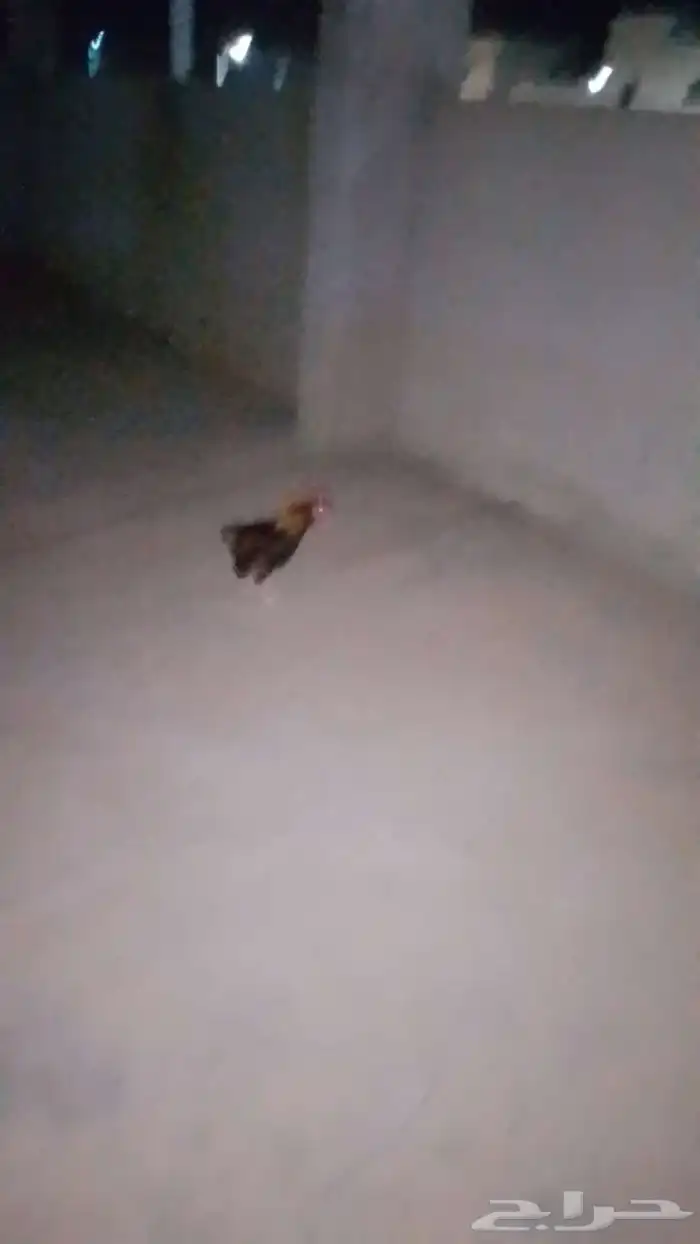 دجاج ابلدي دجاجه وديكين بلدي بلدي عربي اصيل 2