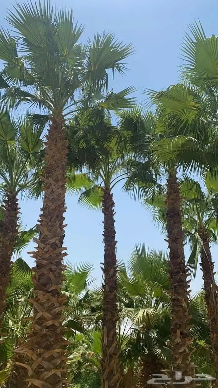 توريد وتركيب جميع أنواع النخل 0