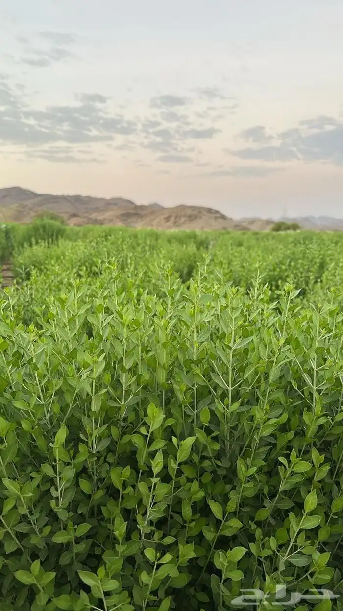 من كيلو الي عشرة كيلو حناء سدر ومشاط توصيل جميع مدن المملكة 5