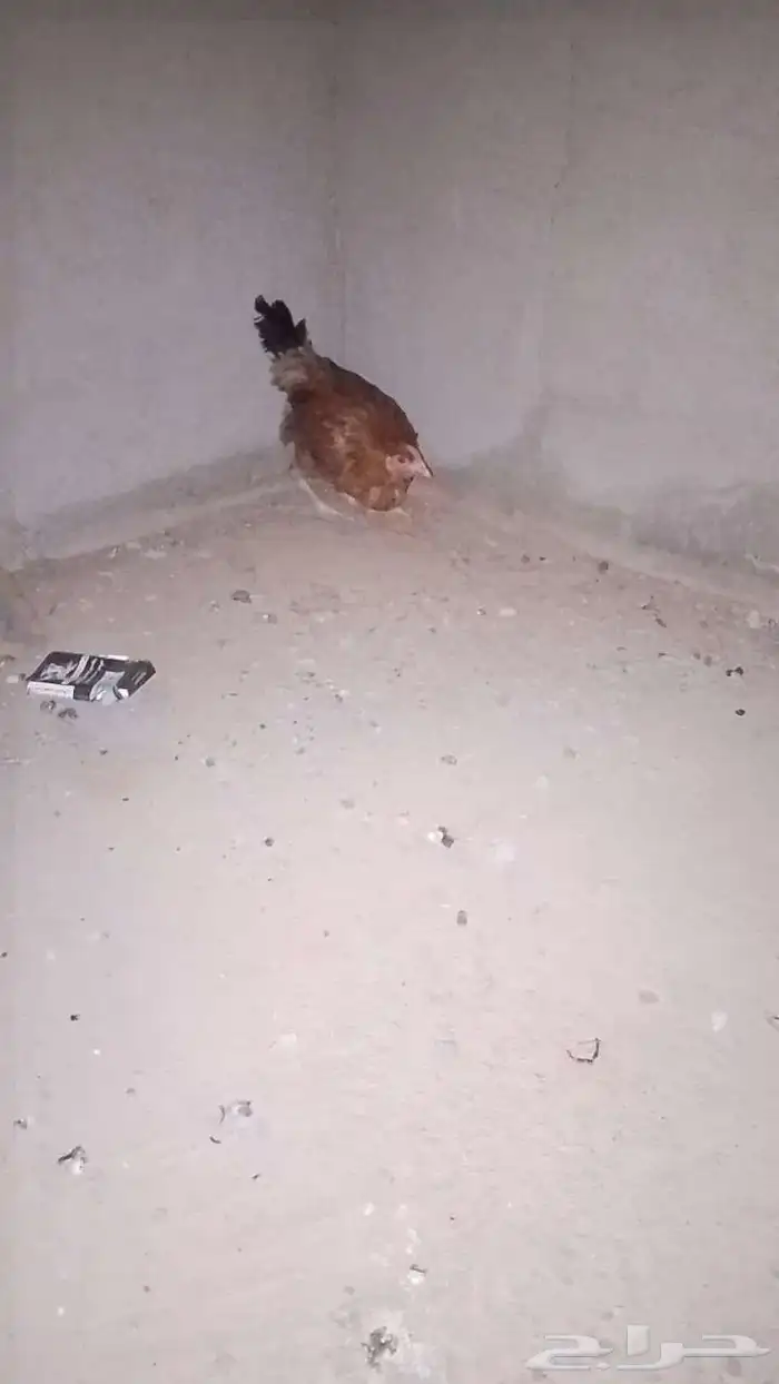 دجاج ابلدي دجاجه وديكين بلدي بلدي عربي اصيل 1