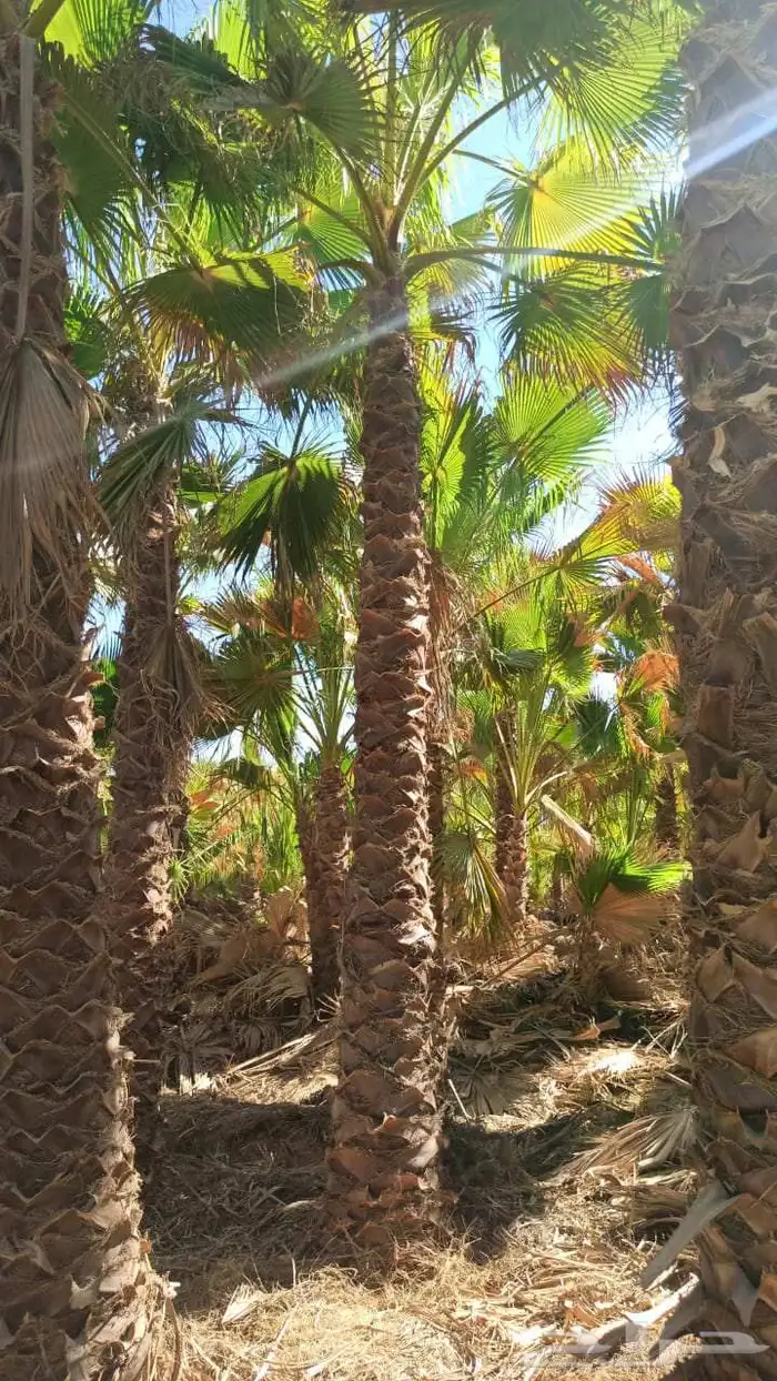 توريد جميع أنواع النخيل 0