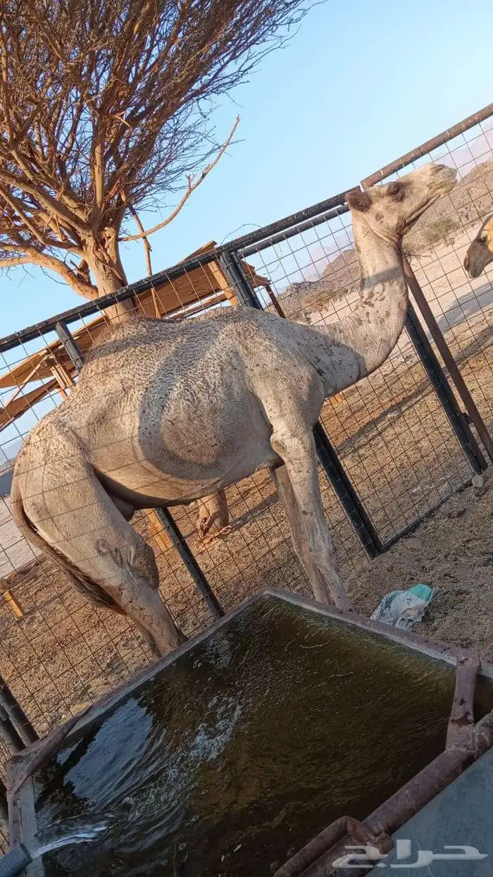 السلام عليكوم 0