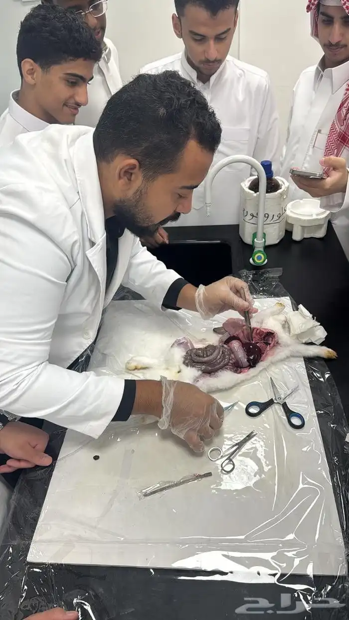 معلم تأسيس ومتابعه للمراحل الأولي و معلم مواد علميه المتوسطه 0