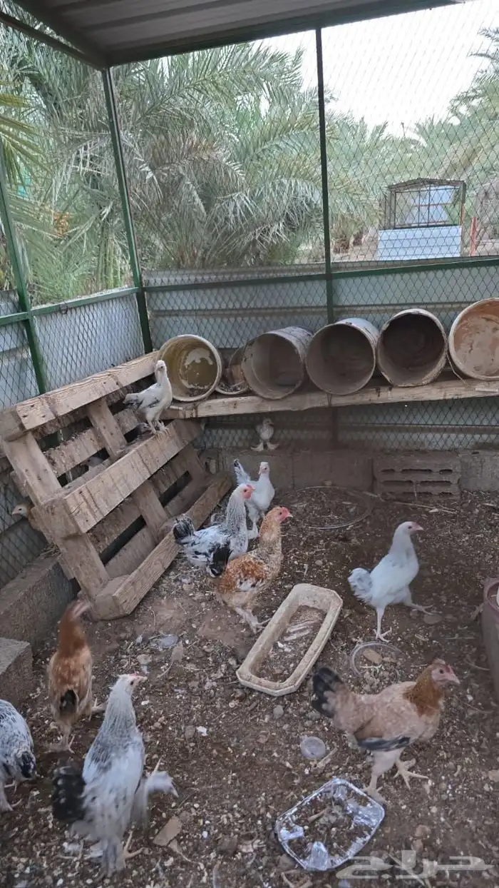 جنوبية سدير 0