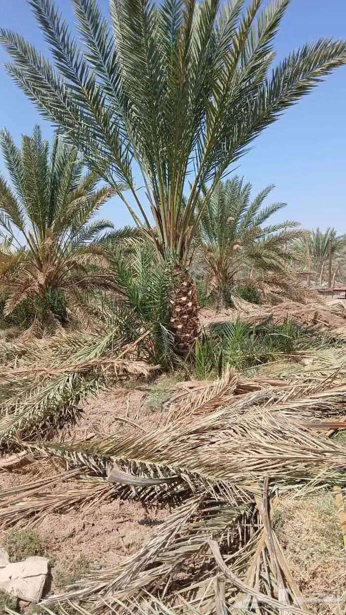 زيتون مثمر 1