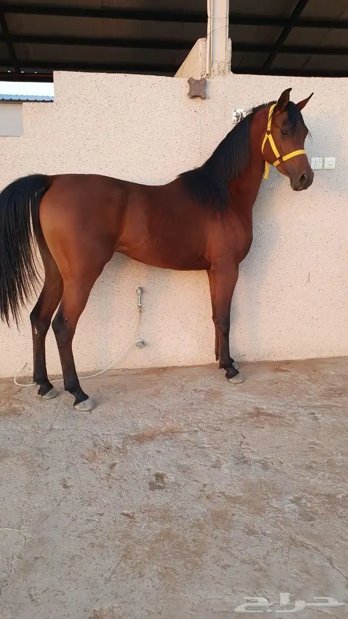 حصان واهو طيب 2