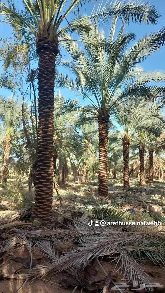 نقوم بتوريد جميع أنواع النخيل الواشنطني والعربي أفضل أنواع ن 8