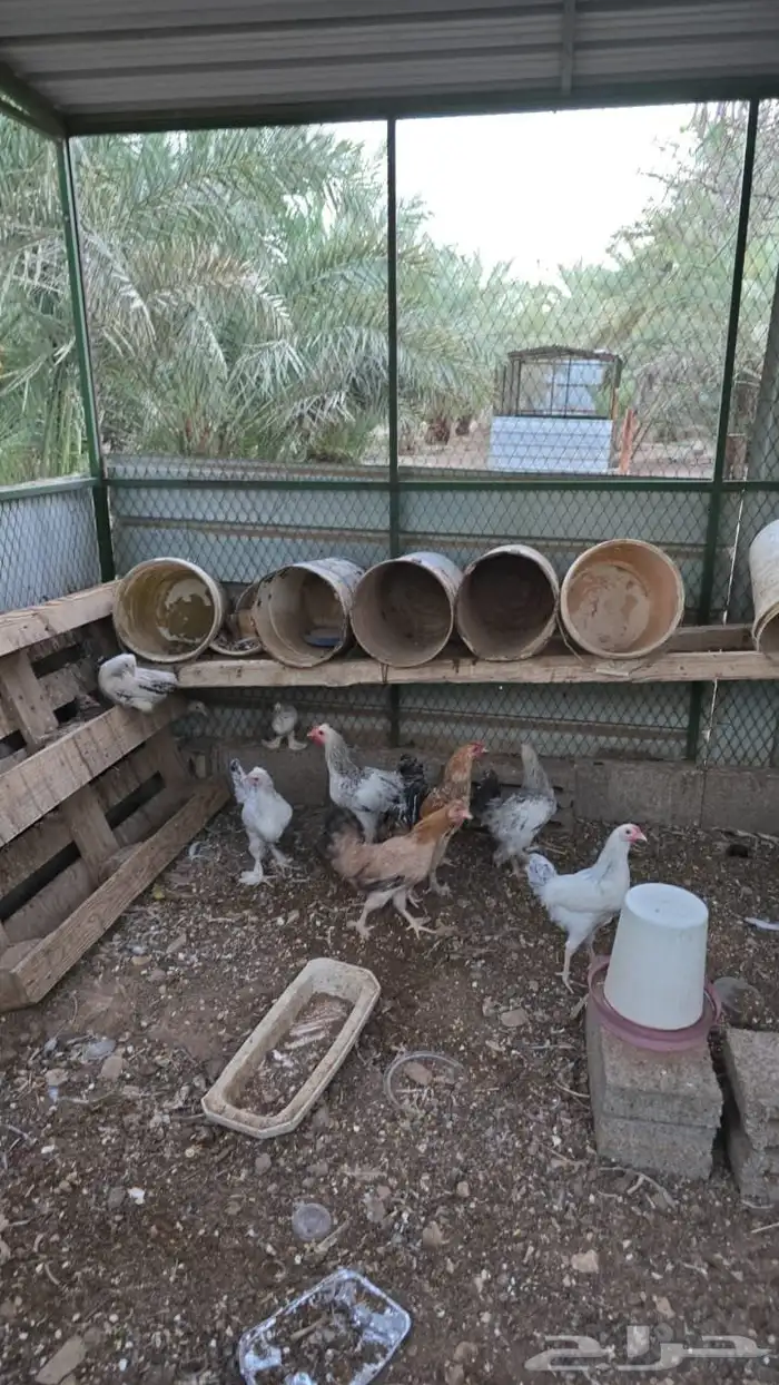 جنوبية سدير 2