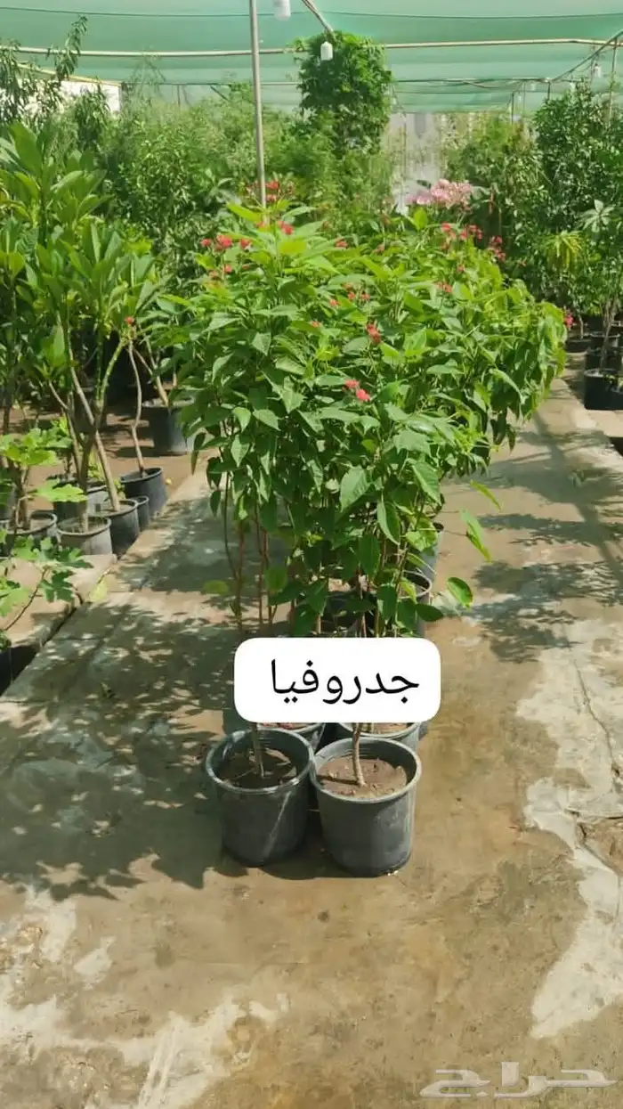 منسق حديق وتركيب جميع شبكات الري العادي والاتمتك 5