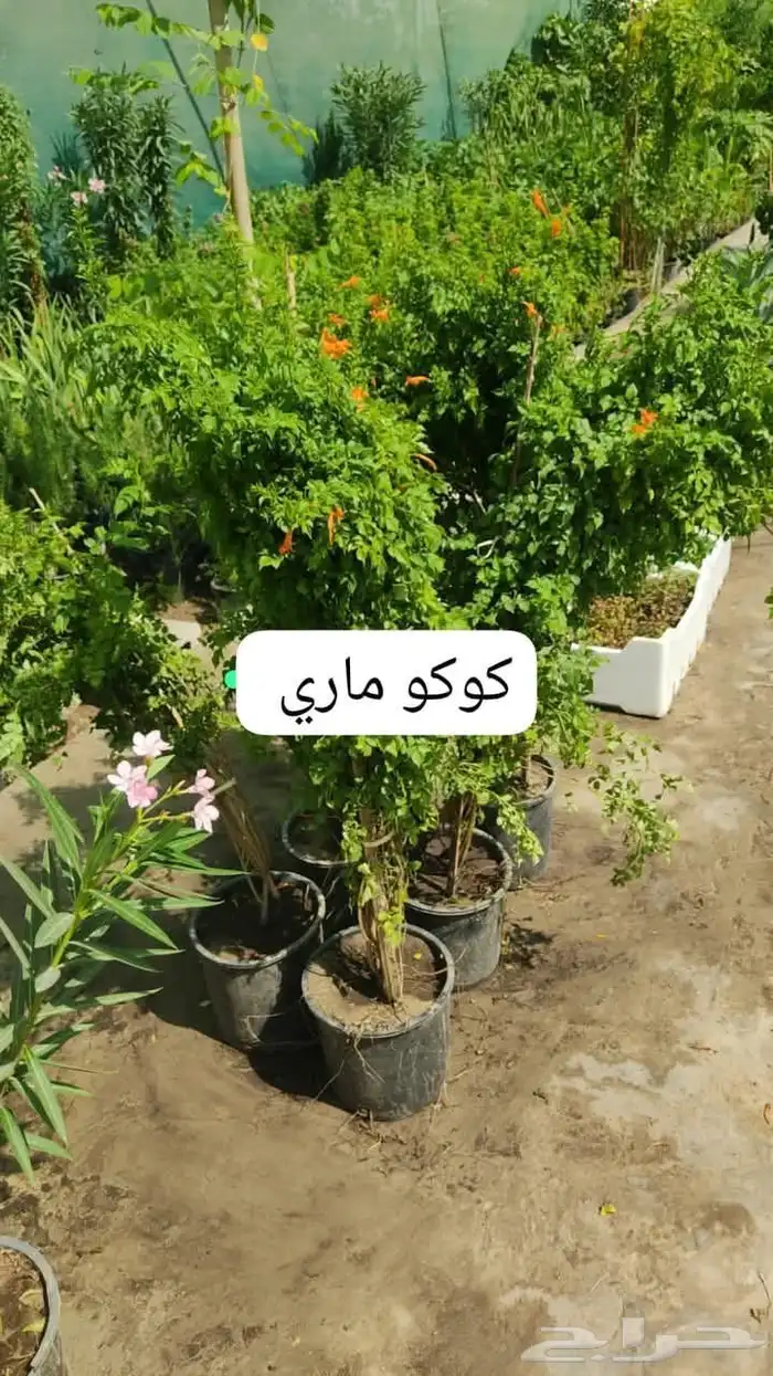 منسق حديق وتركيب جميع شبكات الري العادي والاتمتك 8