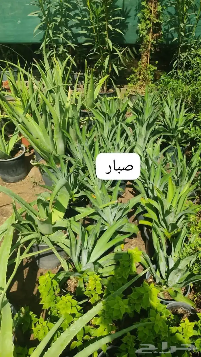 منسق حديق وتركيب جميع شبكات الري العادي والاتمتك 4