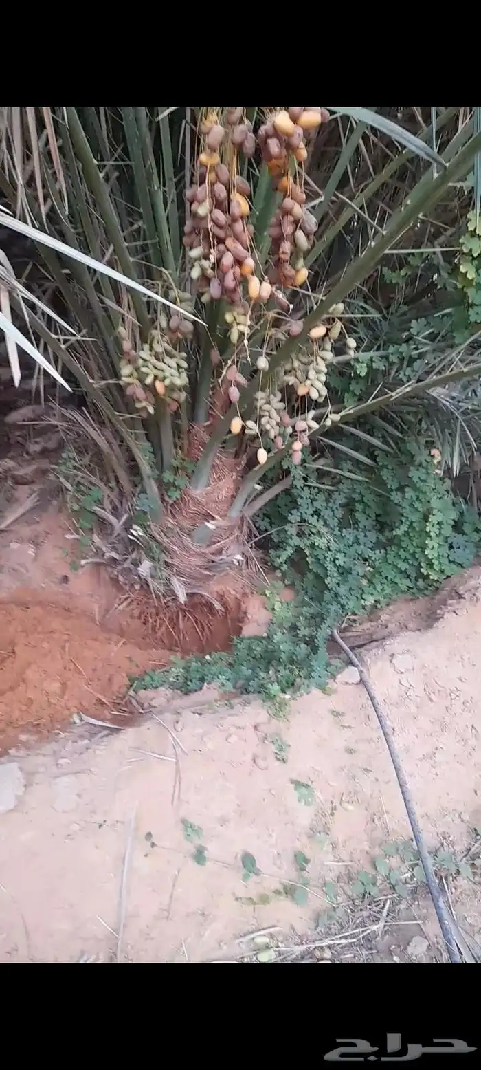 نخل صقعي إخلاص مجدول سكري عجوه مجدول 5