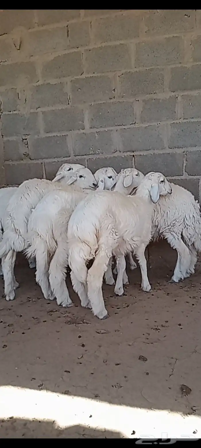 طليان حريه طيبه 0