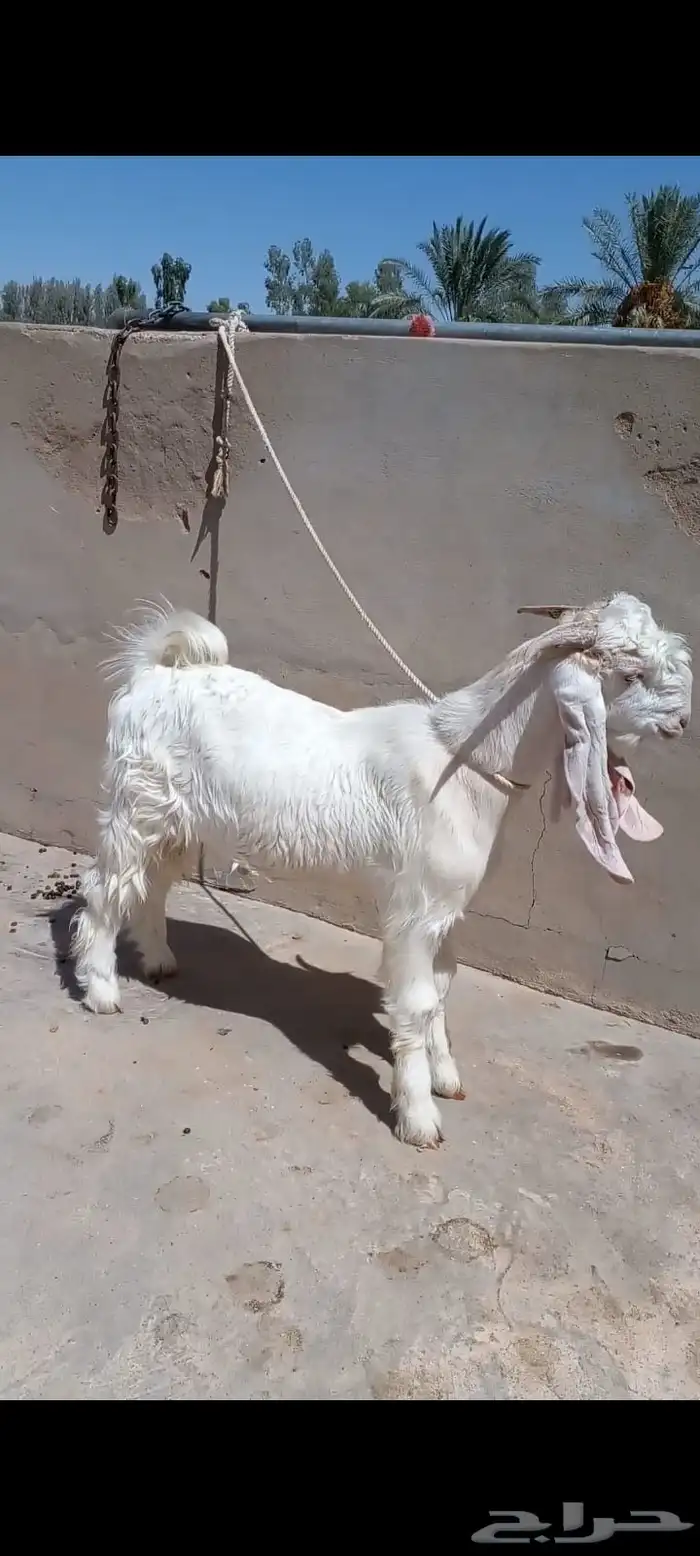 تيس مشروك طيب 2