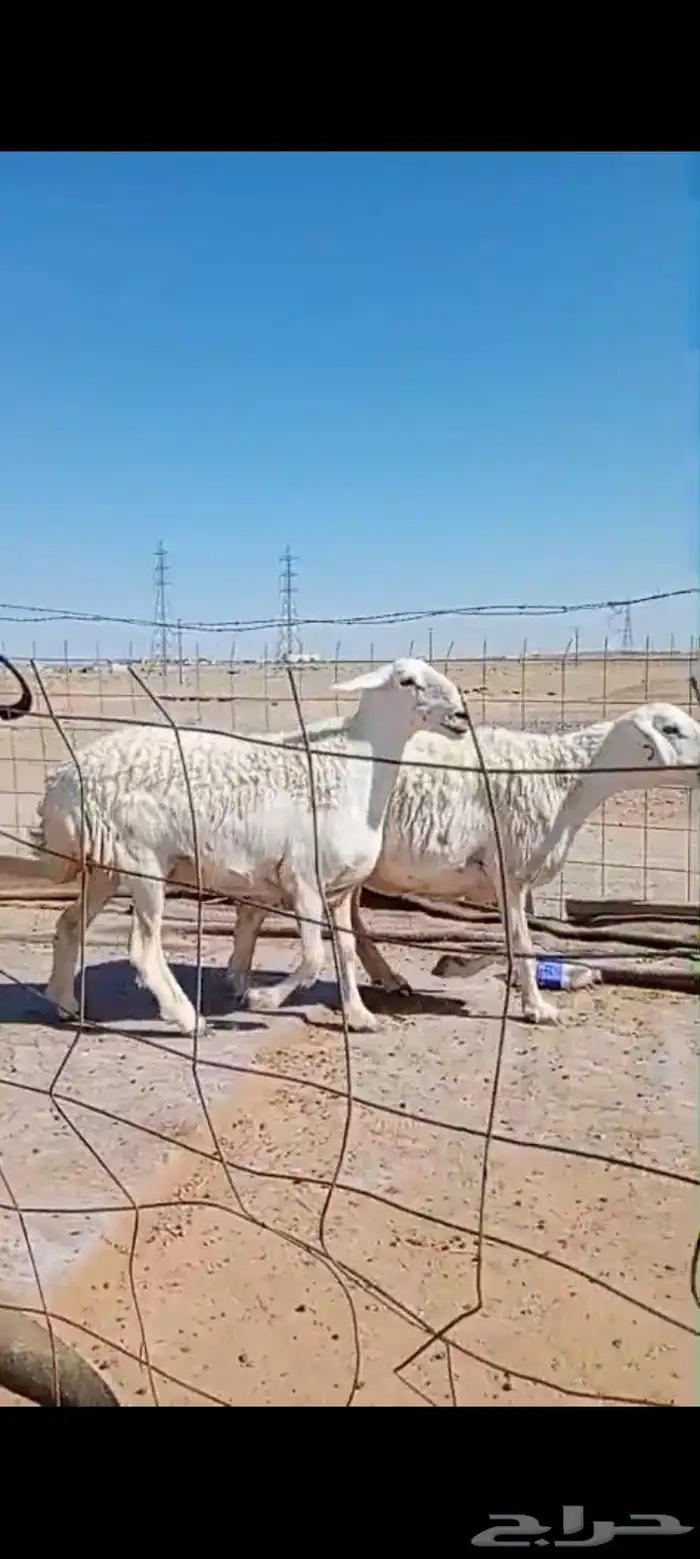ضان حرش صنف جمع شبب 2