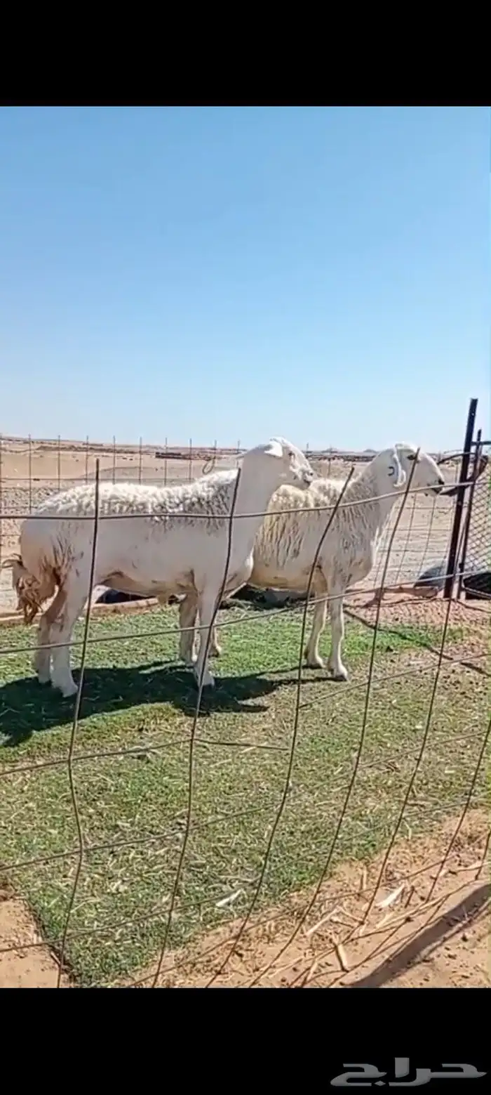 ضان حرش صنف جمع شبب 0