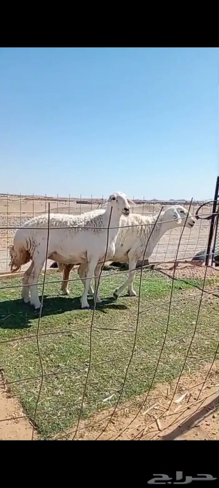 ضان حرش صنف جمع شبب 1