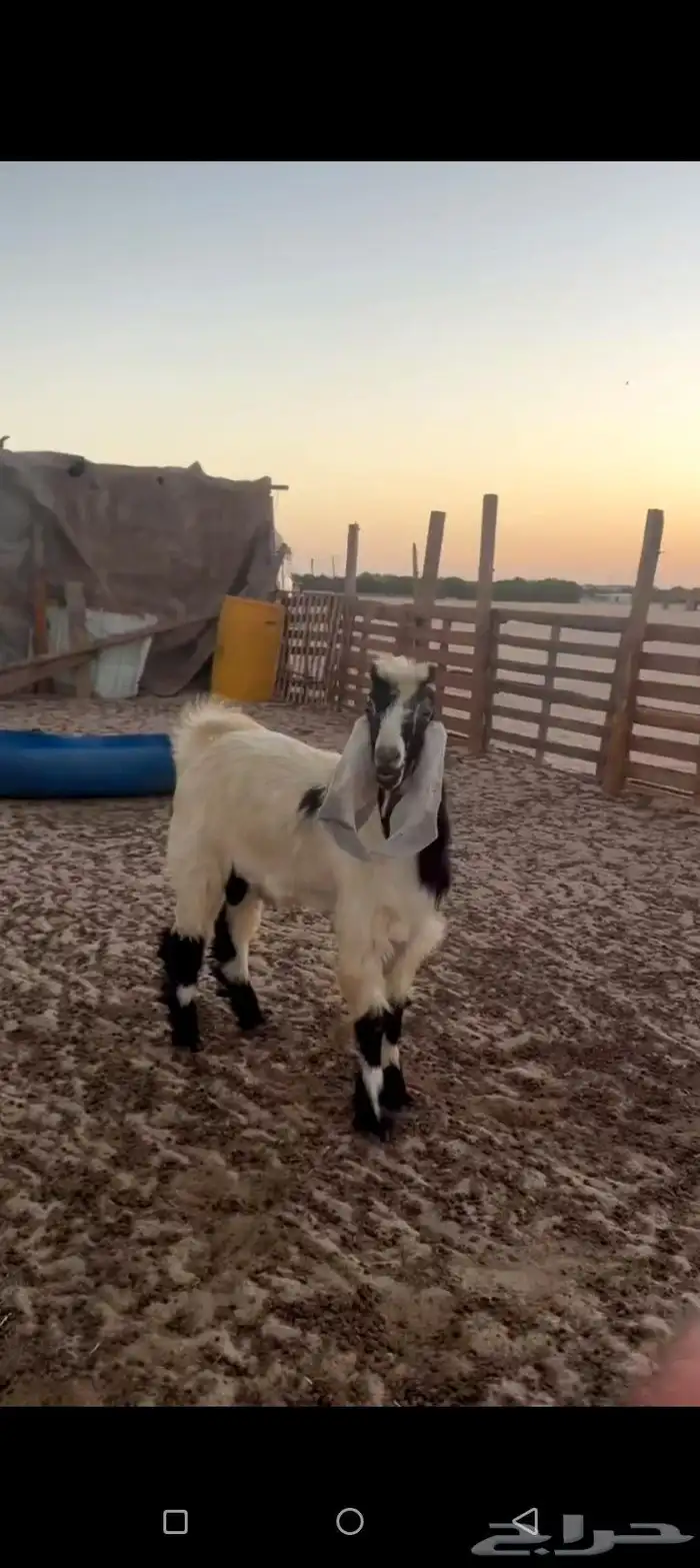 للبيع تيس جذع 4