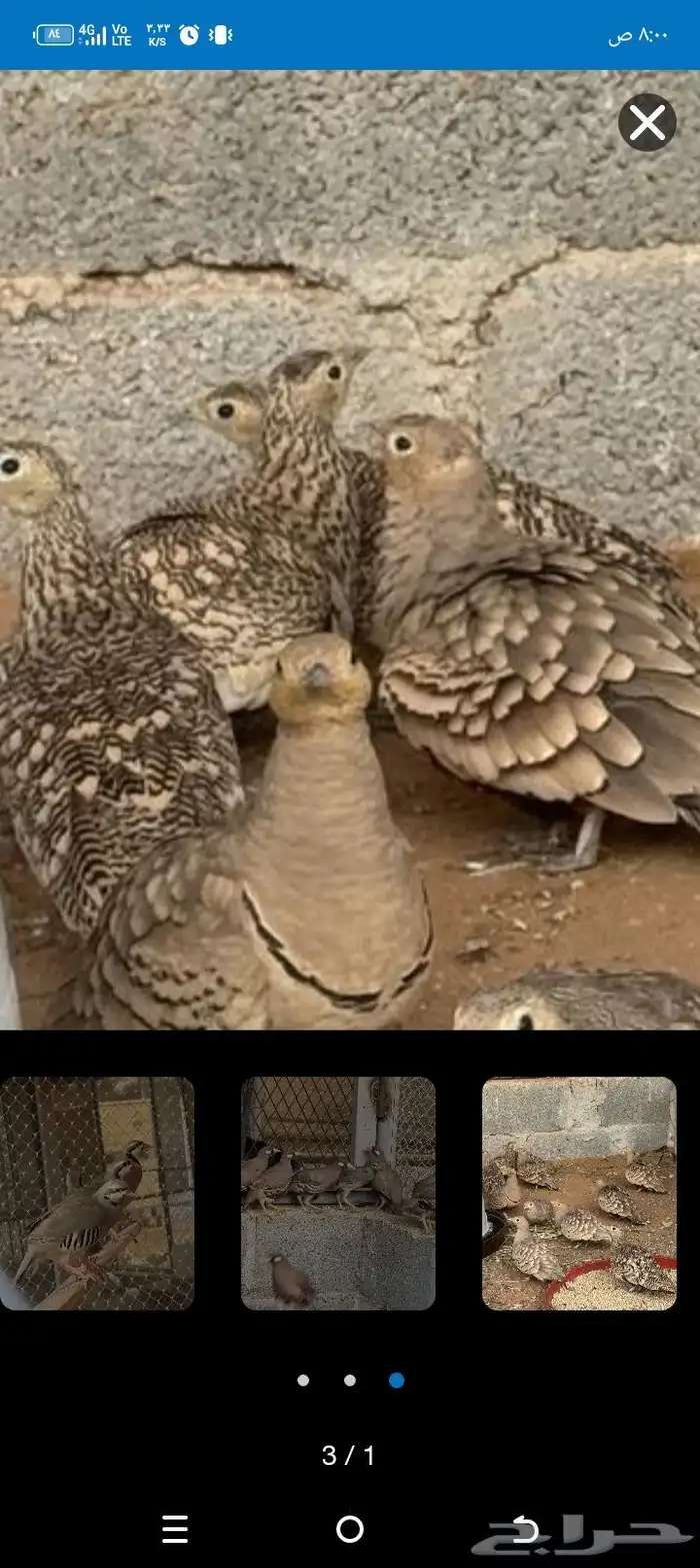 جوزين القطا الموقع مكه 1