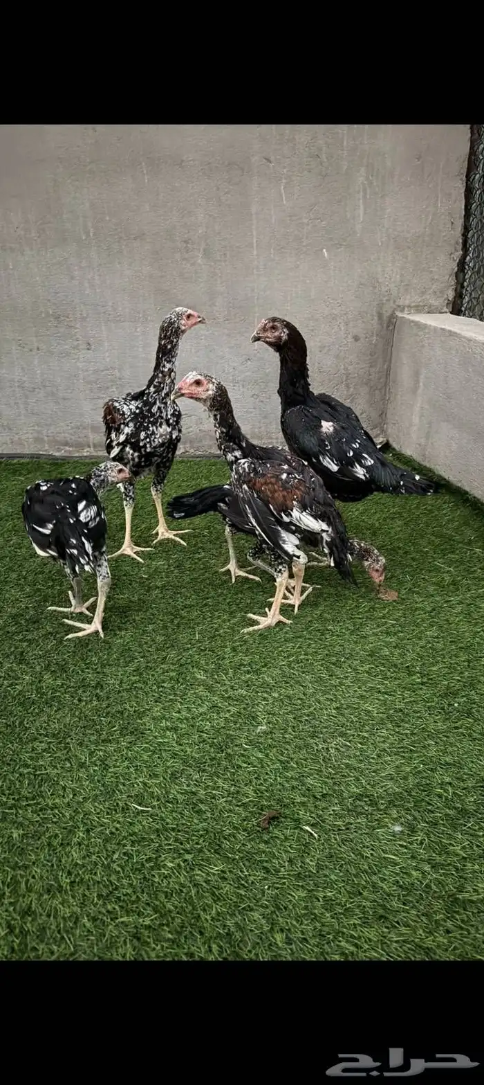 دجاجة سندي مع فروخها 1