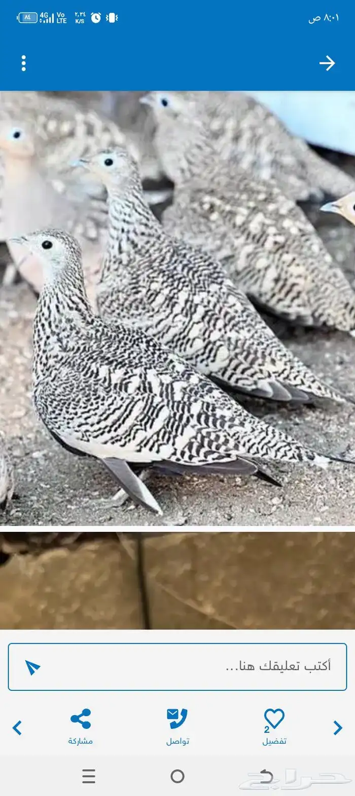 جوزين القطا الموقع مكه 0