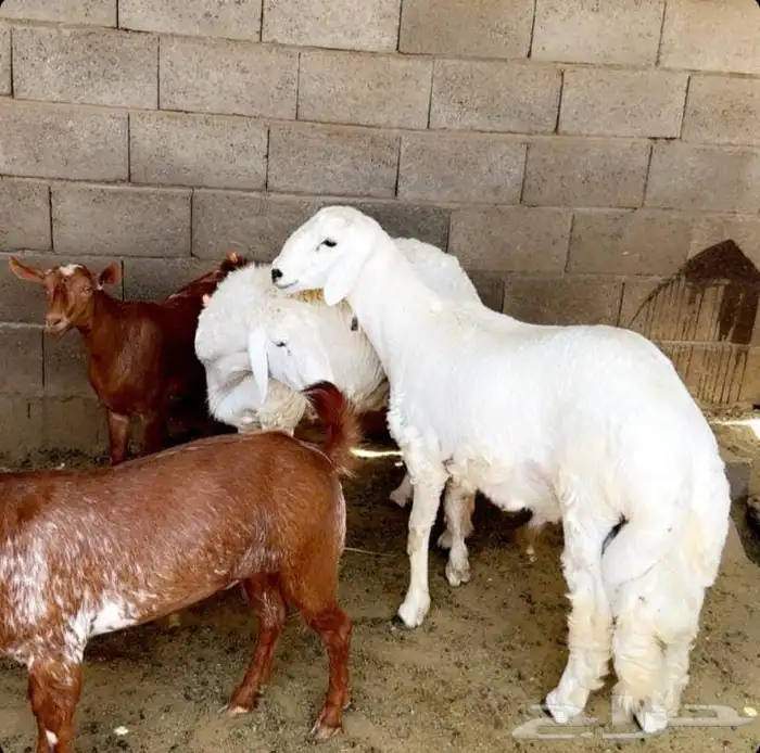 ملحمة النسيم ومزارع بلدي خرفان تيوس يوجد توصيل 1