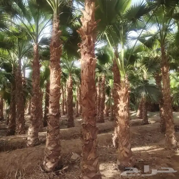 نخل واشنطني 0