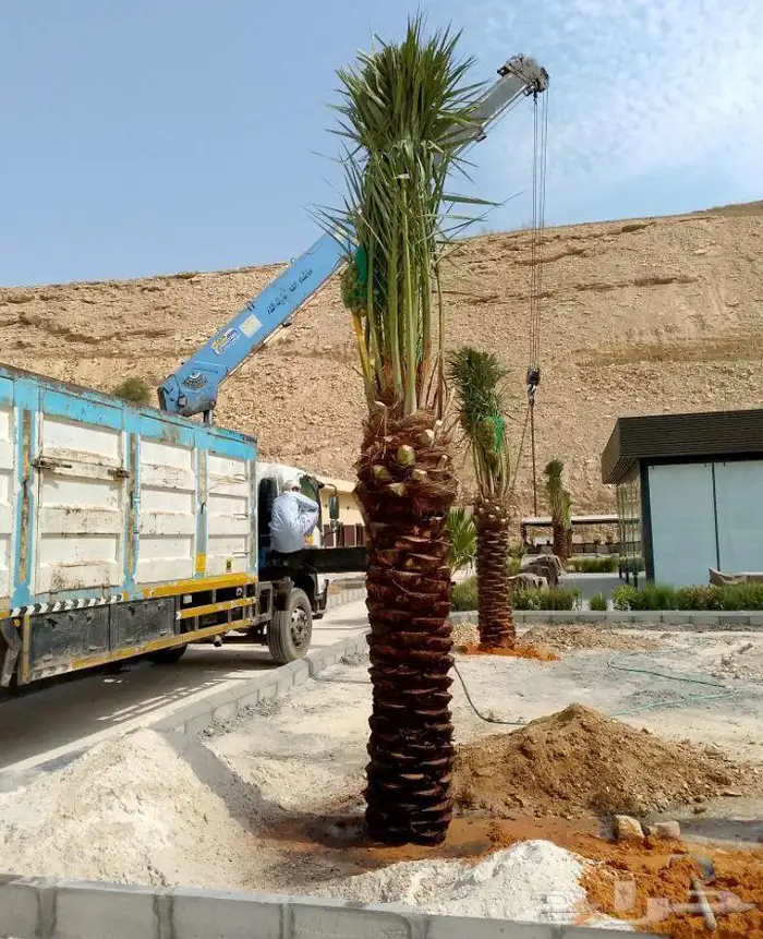 نخل مثمر للبيع نخيل برحي سلاطين غره صقعي هلالي سلج نبوت علي 4
