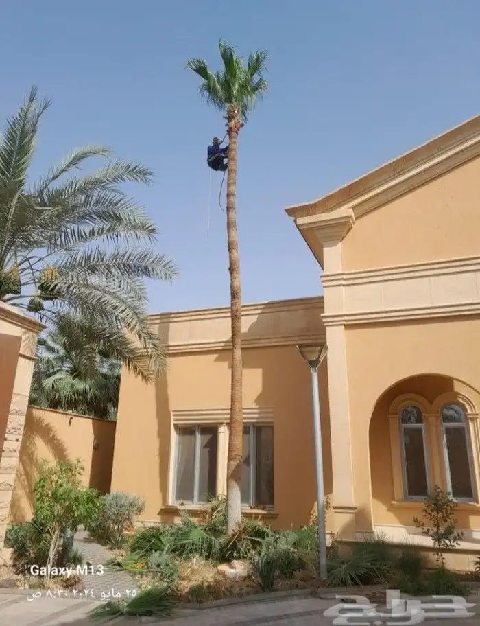 قشع نخل تقطيع شجر قص شجر تنظيف نخل رافعه نقل نخل داخل الرياض 9