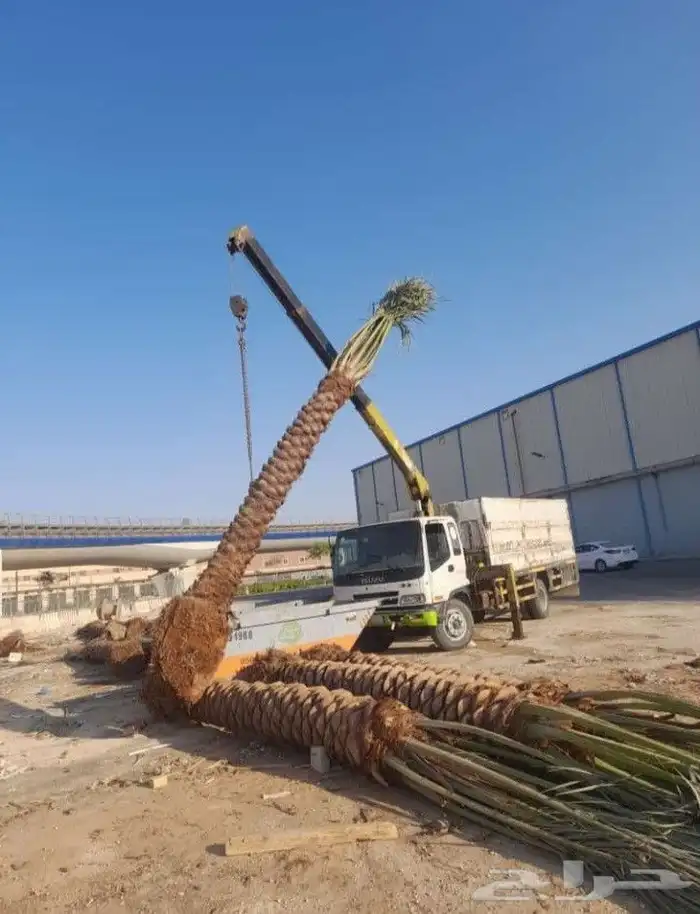 قشع نخل تقطيع شجر قص شجر تنظيف نخل رافعه نقل نخل داخل الرياض 5