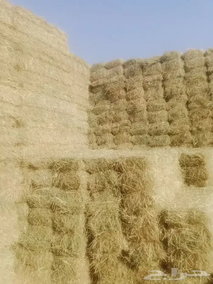 سلام عليكم ورحمة الله وبركاته 0